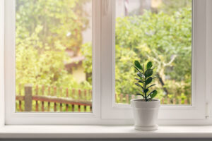 Plant in front of window.